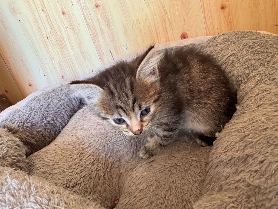 Отдам котят бесплатно