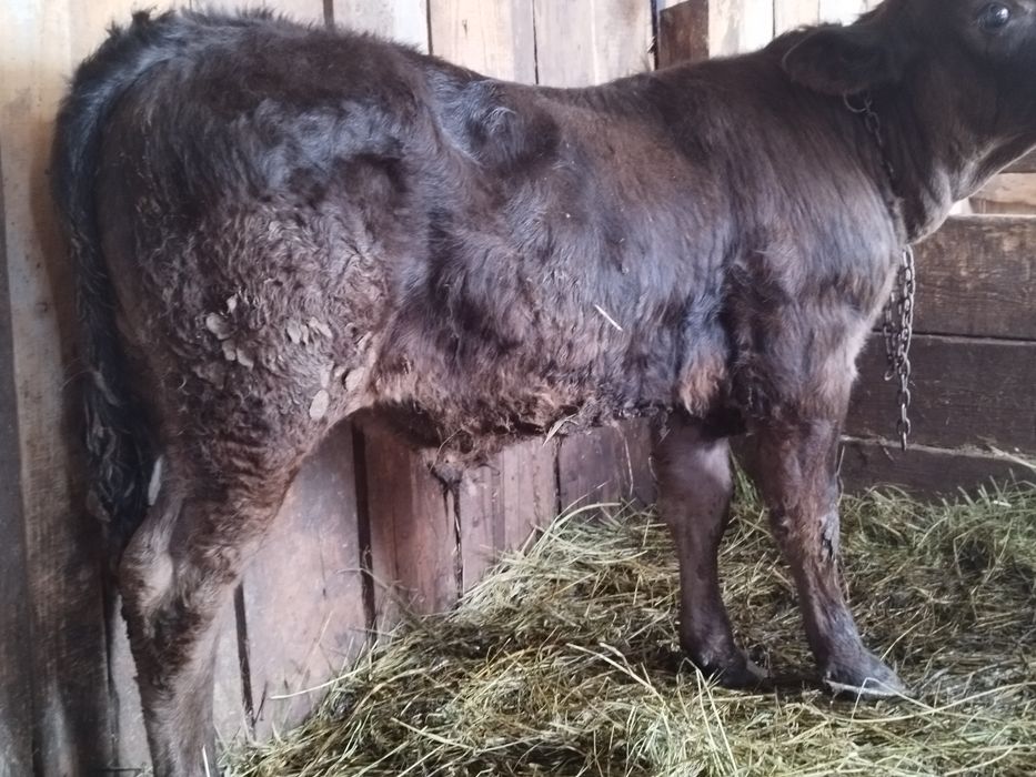 Vând 2 viței înțărcați un angus și un bălțat românesc două tăuraș de trei luni