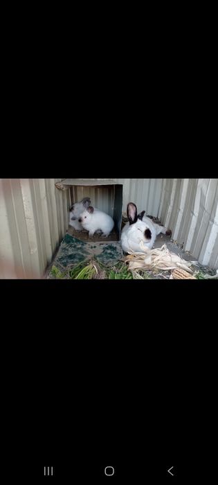 KALIFORNIYA quyonlar sotiladi