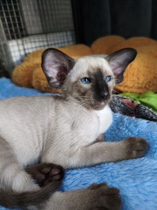 Ориентальные котята экстрим