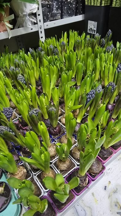 Цветы. Комнатные цветы. Цветы к 8 марта.