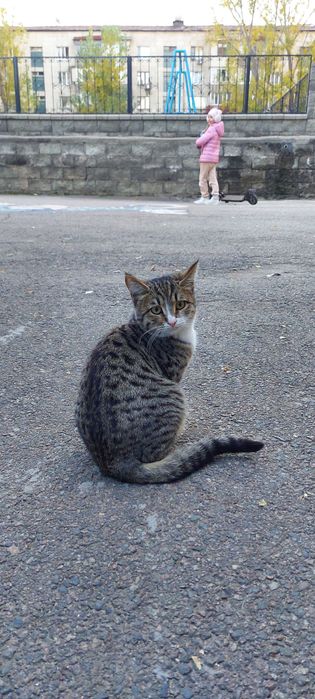 Потерялся котёнок