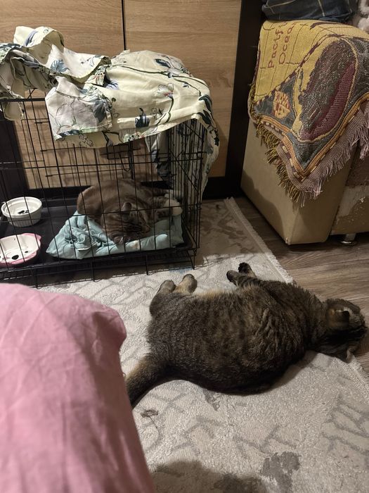 клетка для животных