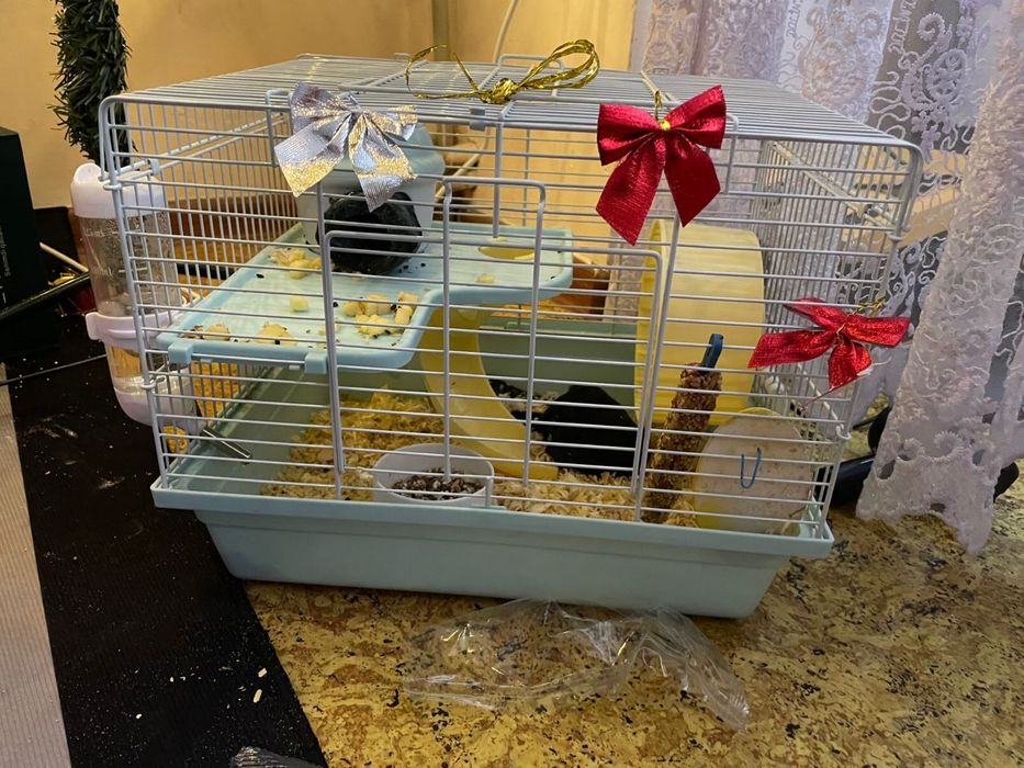 Продам хомяков джунгарских ручных