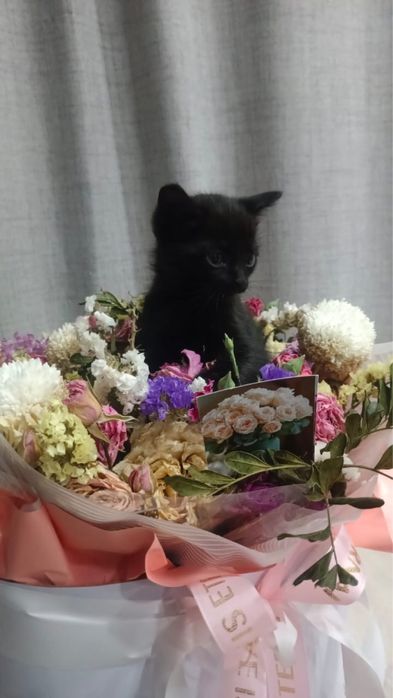 Отдам котят в добрые руки