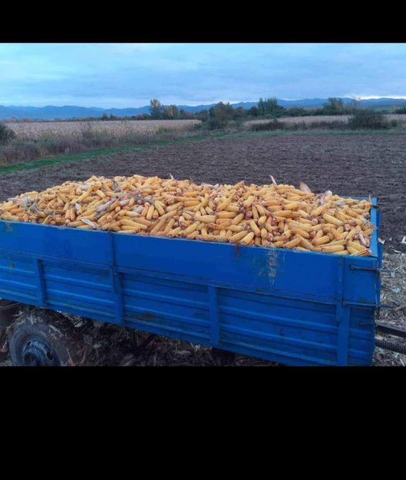 vând porumb știuleți 2025