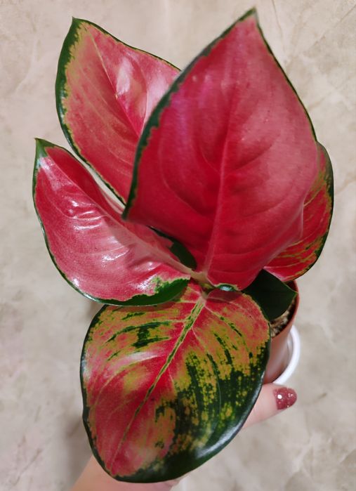 Тайские Аглаонемы