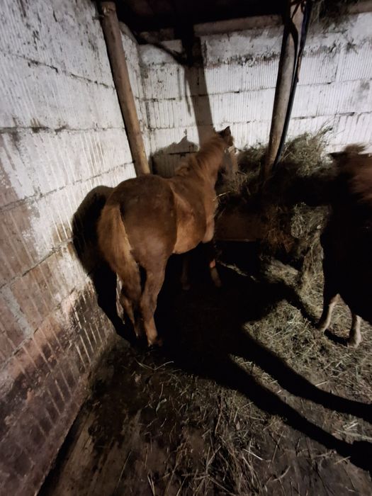 Mànza de vânzare sau shimb