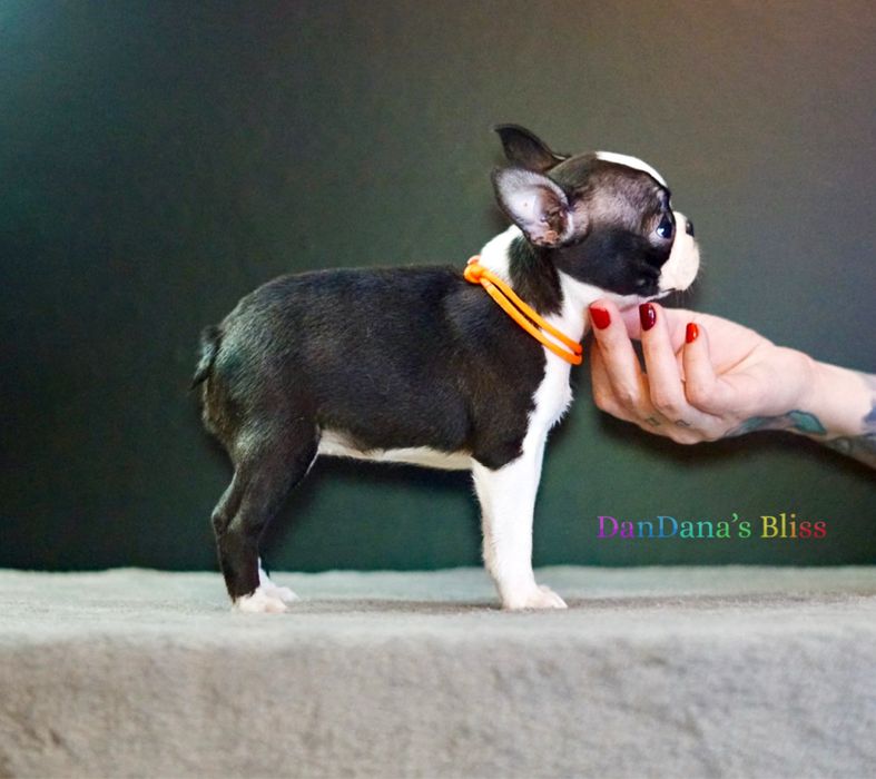 Boston terrier cu pedigree - fetita