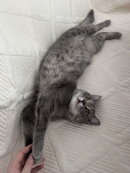 Кошечка ищет новый дом