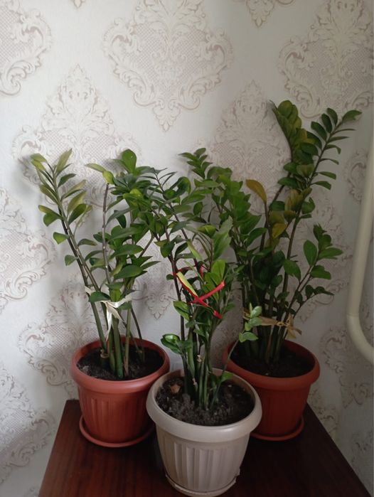 Продается домашние цветы доллар в горшочке