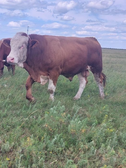Продам быка Симентал