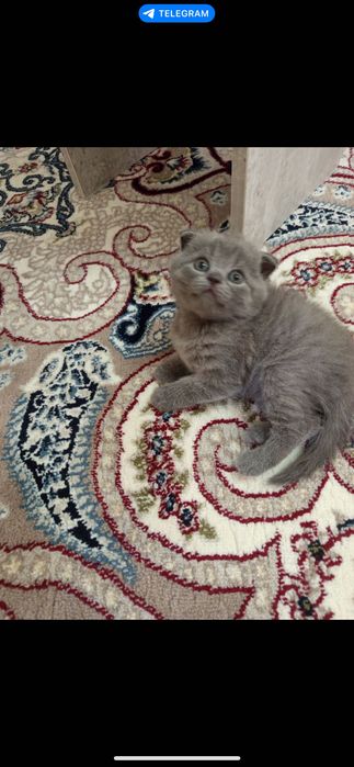 Продаю Котята девочка и мальчик .