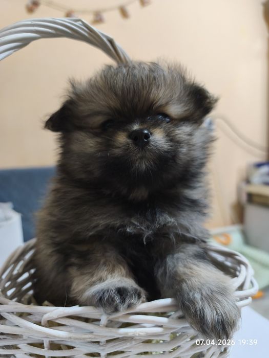 Продам щенков шпица