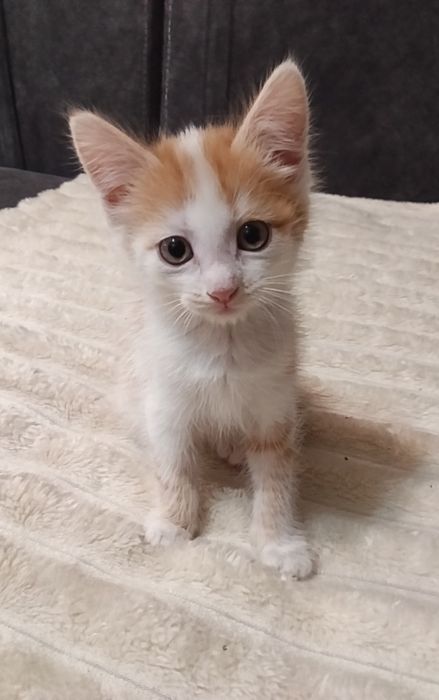 Кошечка чаузи ф4