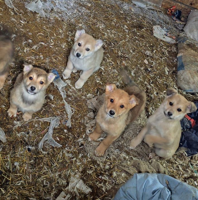 Отдам в добрые руки щенков