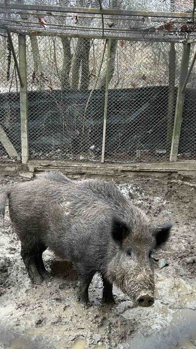 Продавам диво прасе