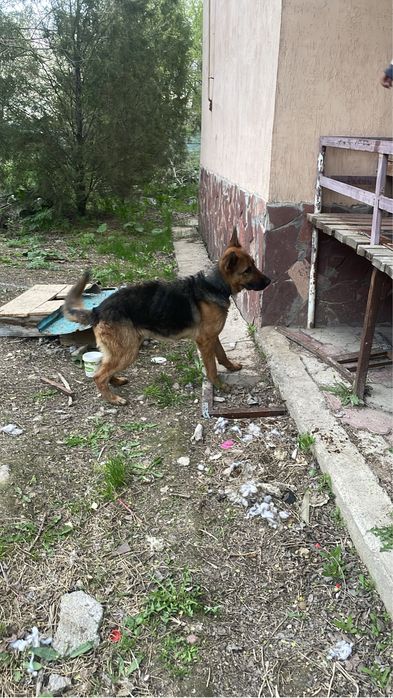 Щенок немецкой овчарки