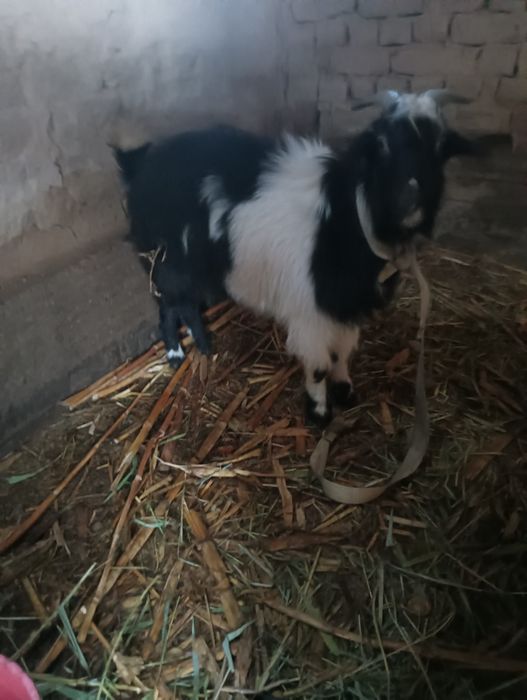 Теке (козёл) сатыларды