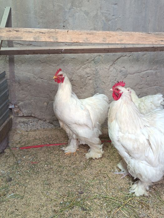 Кохинхин белый..