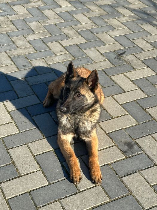 Femelă Malinois 6 luni cu pedigree tip A