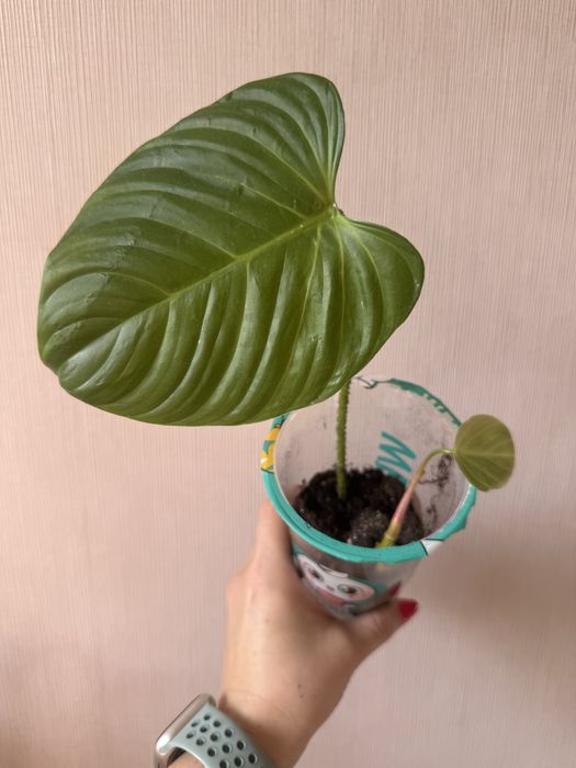 Филодендроны разных сортов от 1500