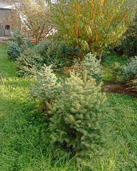 Goluboy yel archa sotuvda