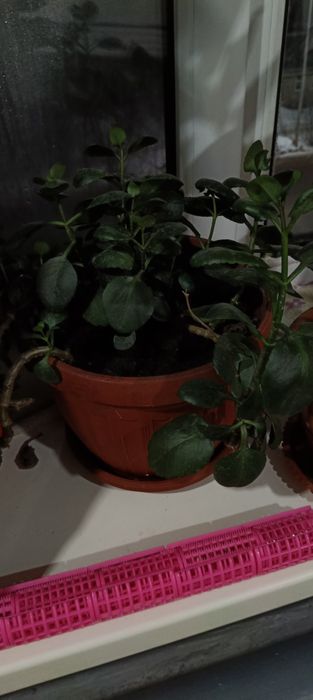 Комнатные растения