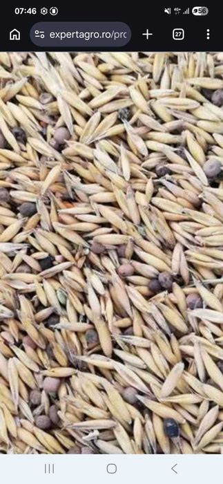 Ovaz amestec cu borceag