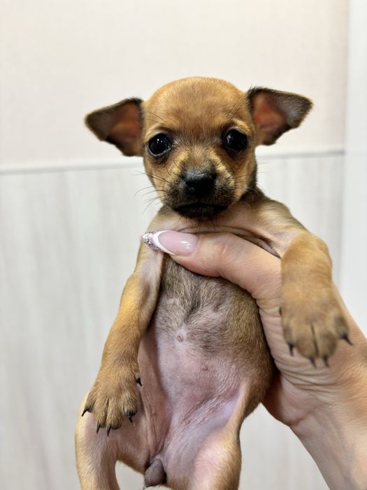 Мини тойтерьер.