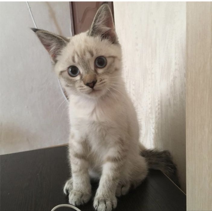 Отдам котенка в добрые руки