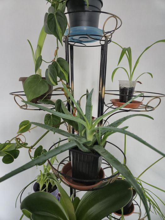 Алоэ, комнатное растение