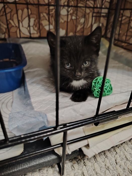 Пристраиваются девочка примерно 2 месяца