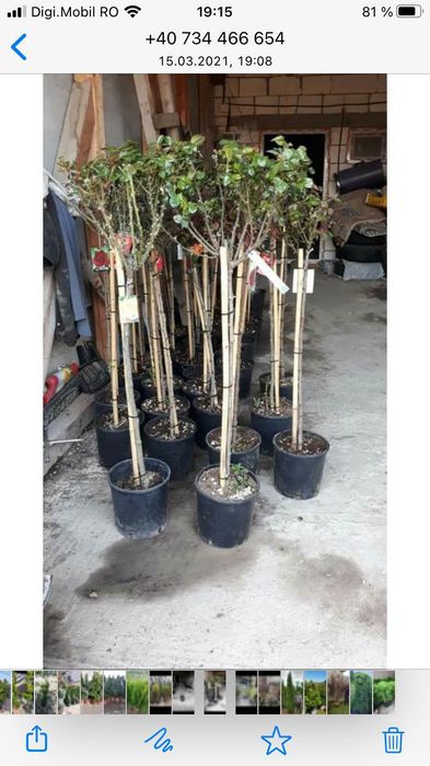 Vindem tuia la ghiveci și plante ornamentale