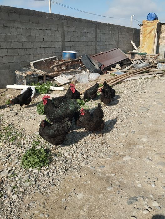 Джерсйски гигант инкубационный яйцо