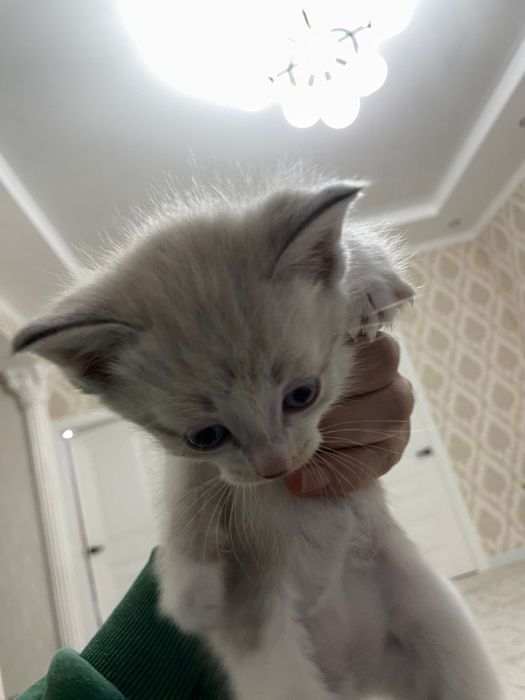 Два мальчика и две девочки