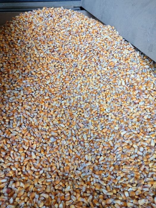 Продам кукурузу для рыбалки крупная