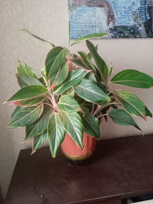 Продам комнатное растение.