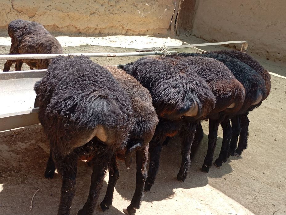 Quzilar sotiladi 2mlndan