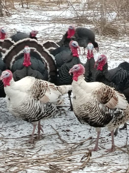 Продажа домашних индюков