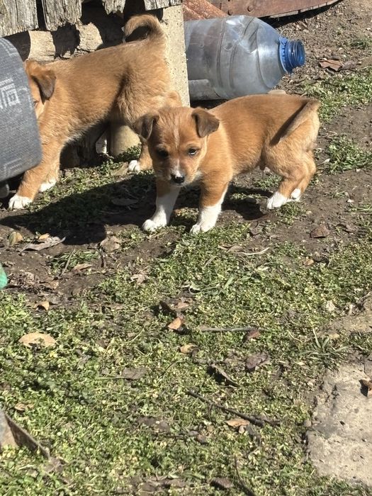 3 cățeluși spre adoptie