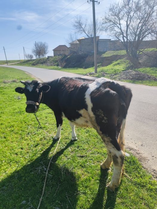 Тана сатылады 4інші тума