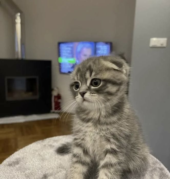 Серебристенькие Котята