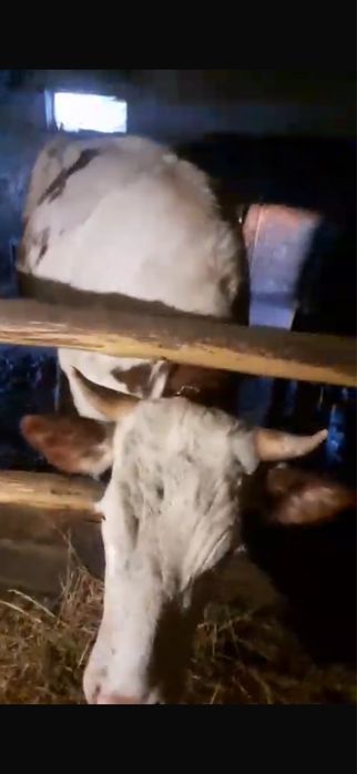 vand juninca ……………….