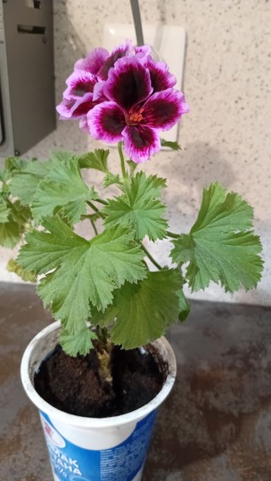 Королевская пелларгония