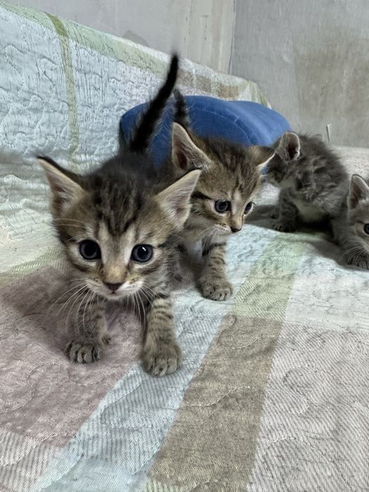 Отдам котят бесплатно. Срочно!