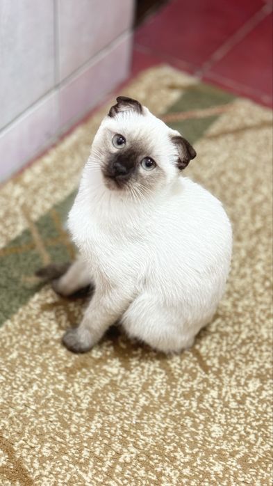 Кошка вислоухая сиямская