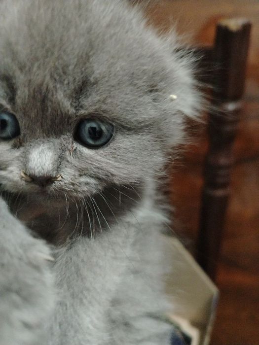 Продаются котята вислоухой породы от чистой вязки.