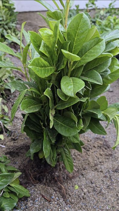 Laur Englezesc Novita - 80-100cm,  Ramificat