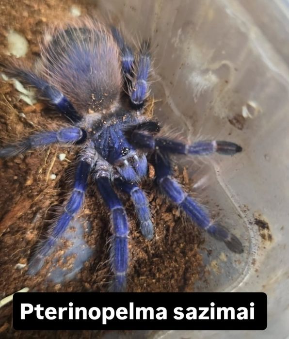 Паук птицеед разных видов